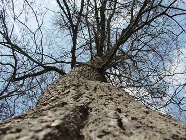 arbre